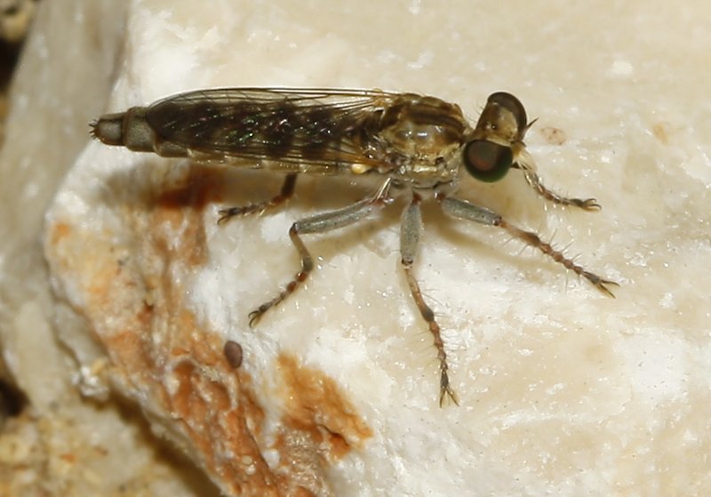 Stichopogon%20sp_4374.jpg