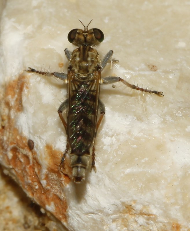Stichopogon%20sp_4376.jpg