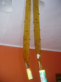 Sticky_Fly_paper.jpg