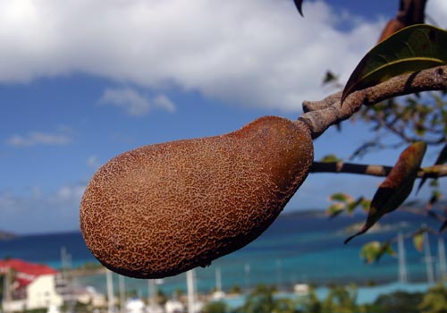 stinkingtoefruit.jpg