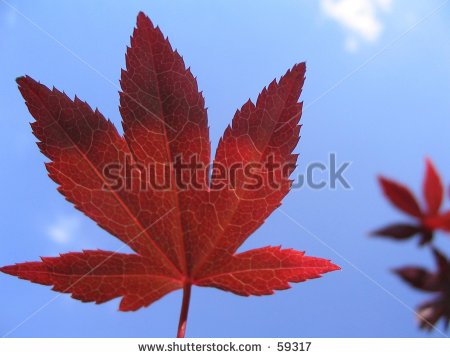 stock-photo-bloodgood-japanese-maple-leaf-59317.jpg