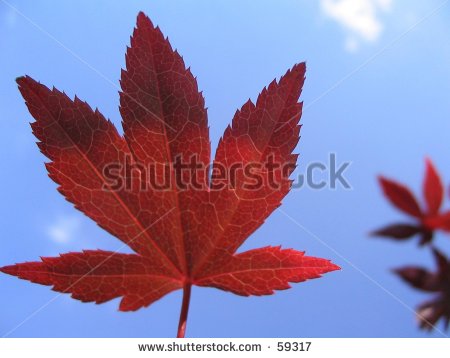 stock-photo-bloodgood-japanese-maple-leaf-59317.jpg