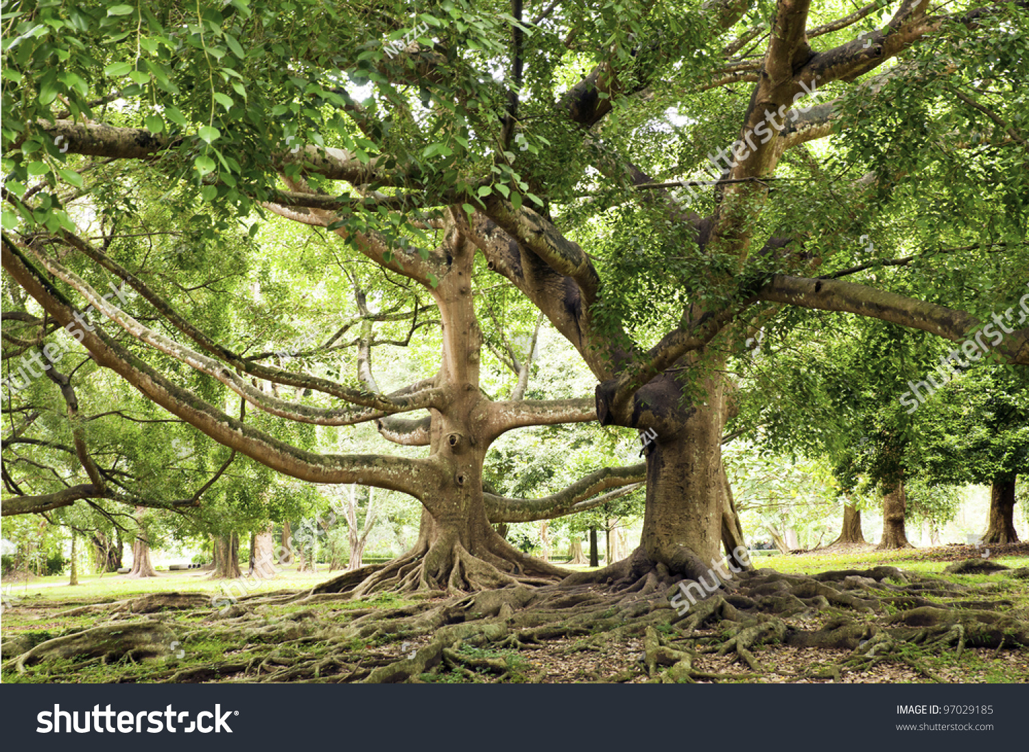 stock-photo-ficus-benjamina-tree-with-long-branches-97029185.jpg