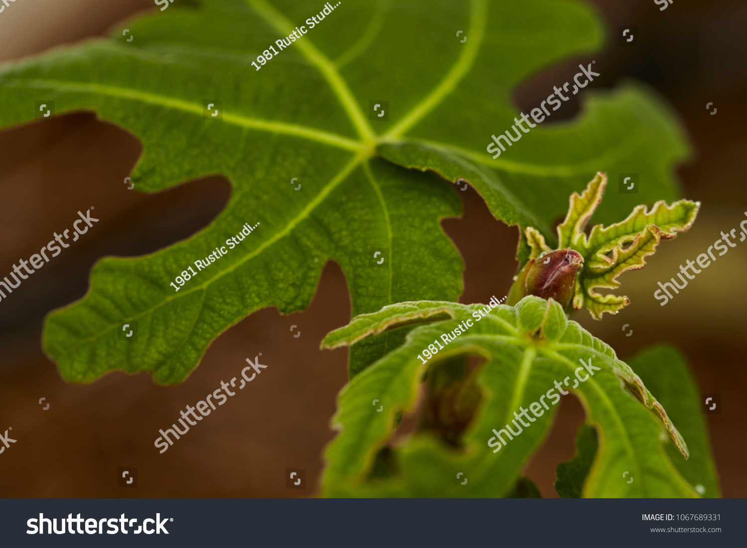 stock-photo-fig-tree-close-up-soft-focus-with-morning-sun-light-brogiotto-nero-1067689331.jpg