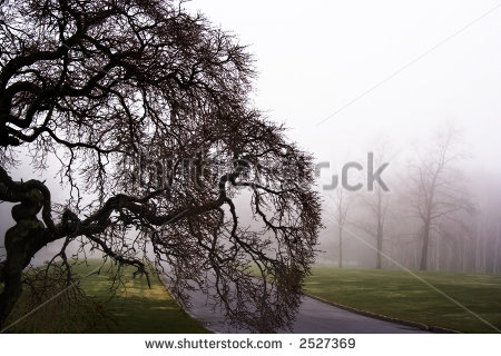 stock-photo-japanese-maple-decorated-by-christmas-lights-in-the-mist-of-winter-2527369.jpg