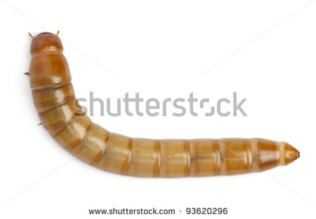 stock-photo-larva-of-mealworm-tenebrio-molitor-in-front-of-white-background-93620296.jpg