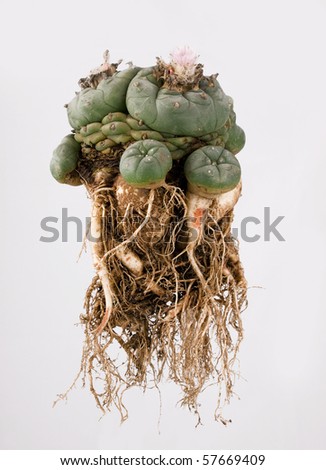 stock-photo-lophophora-williamsii-isolated-on-white-background-57669409.jpg