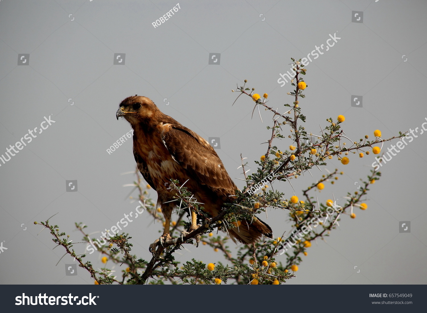 stock-photo-namibia-etosha-park-eagle-on-tree-657549049.jpg