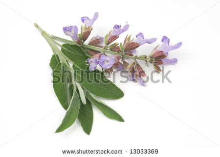 stock-photo-sage-plant-lat-salvia-officinalis-isolated-on-white-13033369.jpg