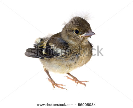 stock-photo-small-baby-bird-of-a-chaffinch-isolated-56905084.jpg