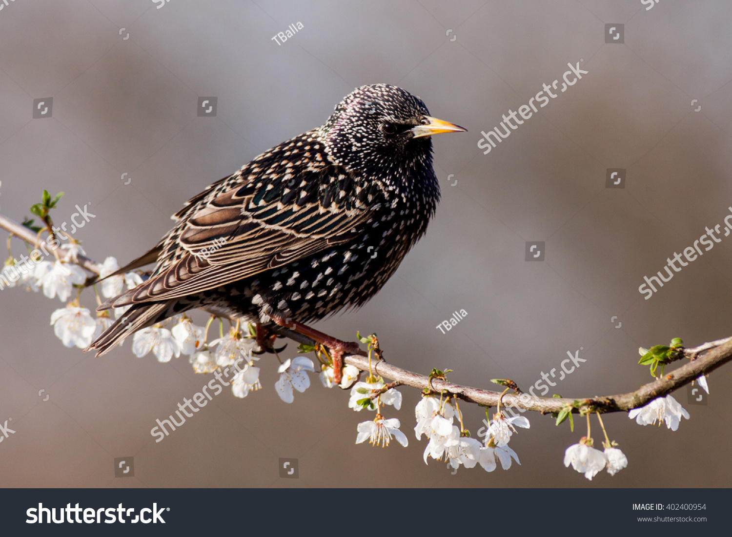 stock-photo-starling-402400954.jpg