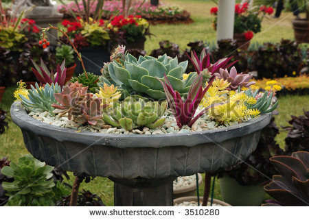 stock-photo-succulent-planter-3510280.jpg
