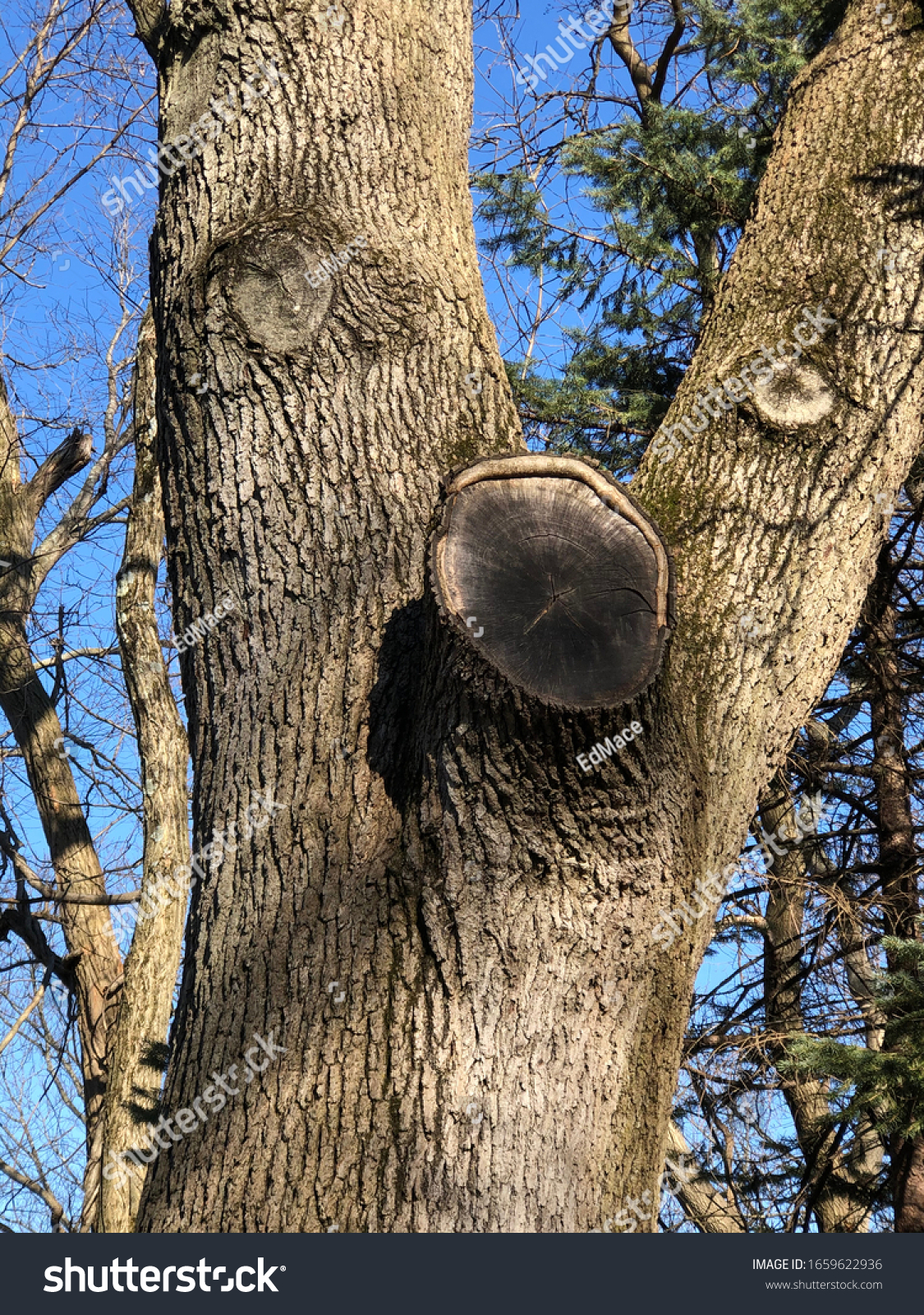 stock-photo-unusual-pareidolia-face-in-tree-1659622936.jpg