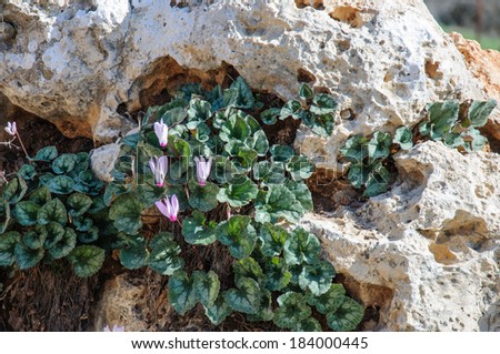 stock-photo-wild-cyclamen-between-rocks-184000445.jpg