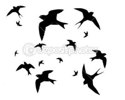stock-photos-flying-swallows-white-pixmac-83681091.jpg