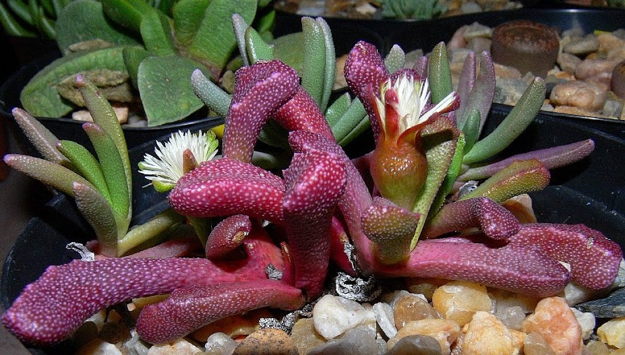 Stomatium%2Balboroseum%2B%27Rubrum%27.jpg