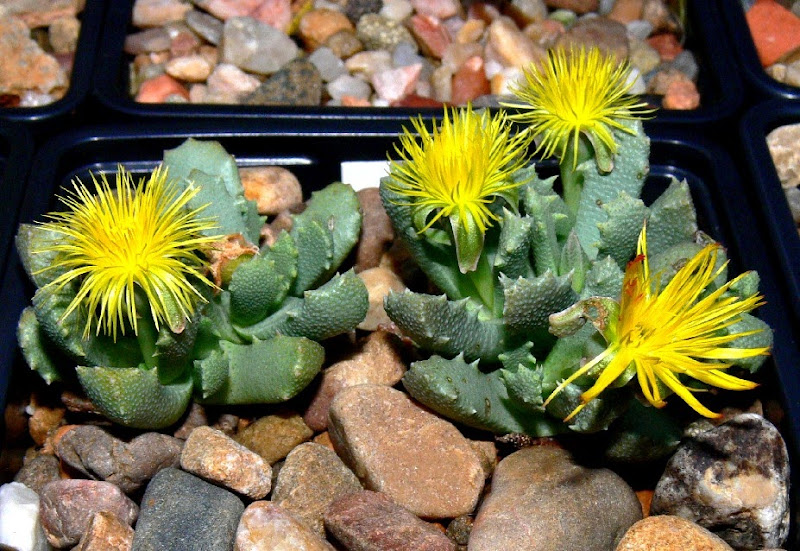 Stomatium%2Blatifolium1.jpg