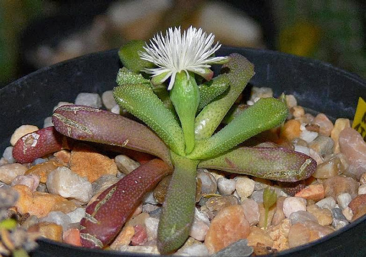 Stomatium_alboroseum_rubrum_sb1216.jpg