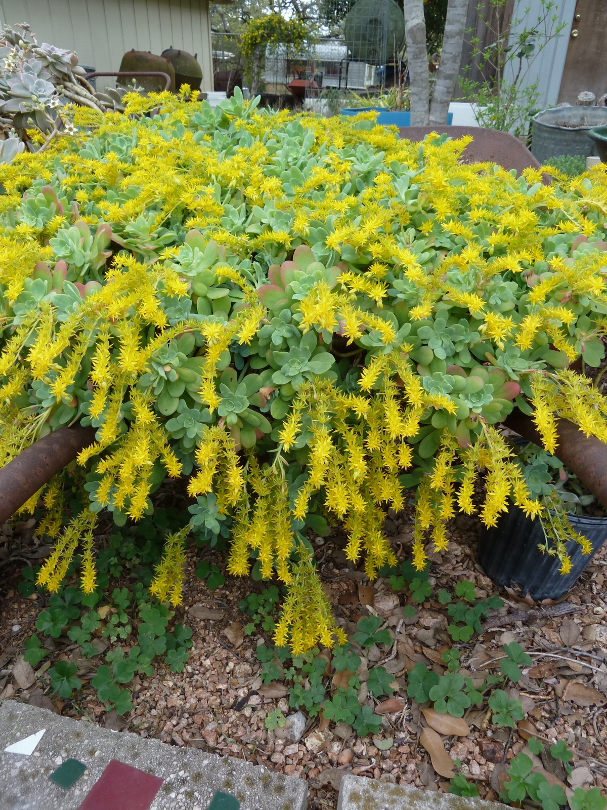 stonecrop-1.jpg