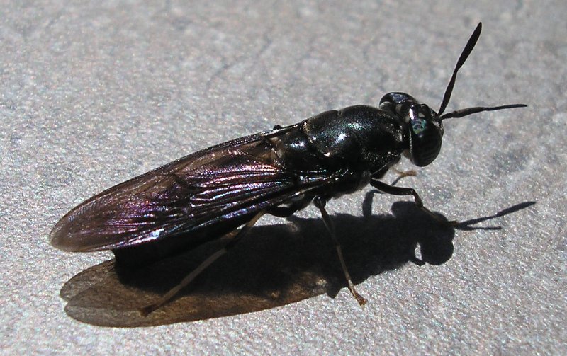 Stratomyidae_10051.jpg