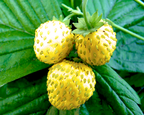 Strawberry%20yellow.png
