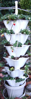 Strawberry+Tower+Year+2+-+1.jpg
