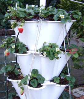 Strawberry+Tower+Year+2+-+2.jpg