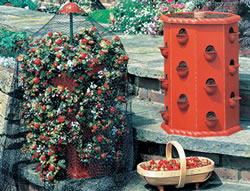 strawberry-tub-barrel.jpg