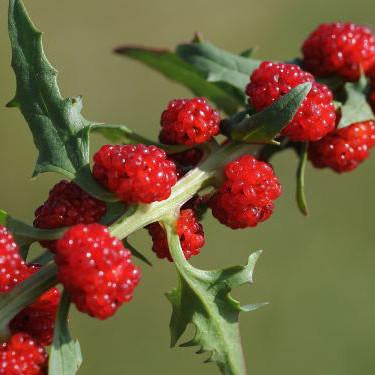 Strawberry_Spinach_Chenopodium_foliosum_X8662-950_1024x1024.jpg