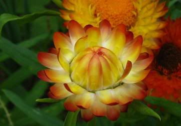 strawflower.jpg