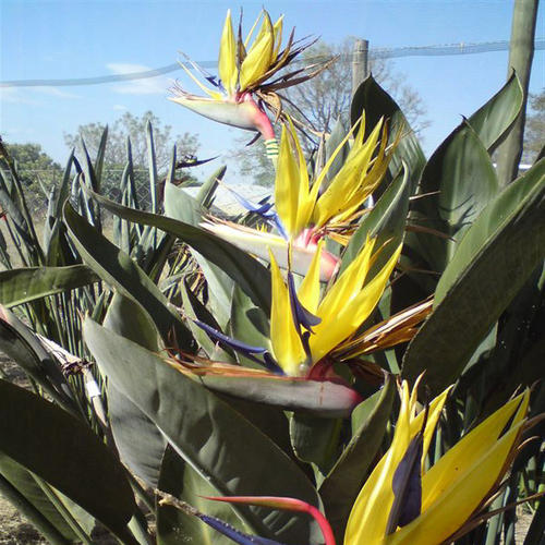 STRELITZIA%20MANDELAS%20GOLD2.JPG