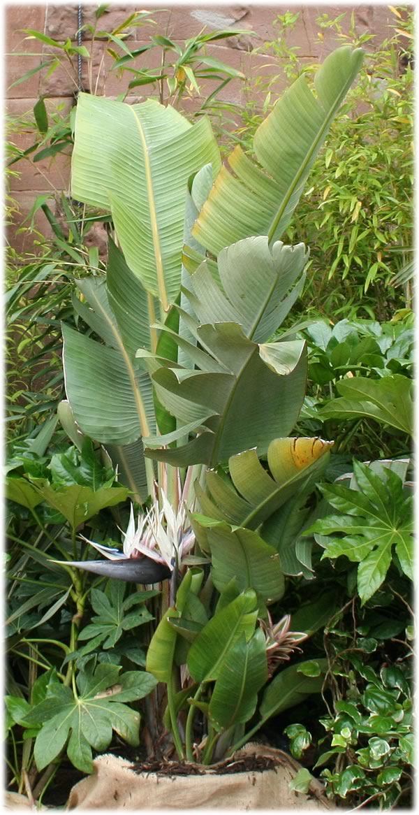 Strelitzia%20nicolai%20-%20Bird%20of%20Paradise%20Tree%20or%20Giant%20Bird%20of%20Paradise.jpg