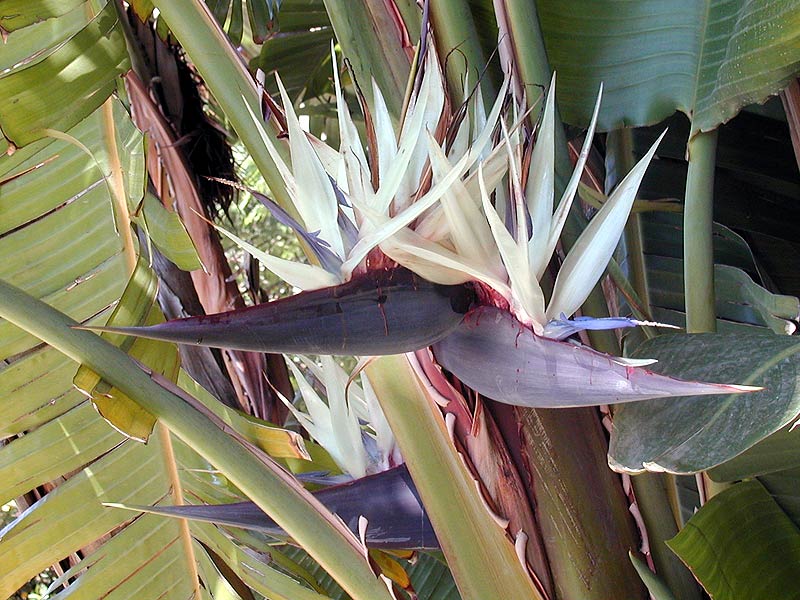 Strelitzia.nicolai-800.jpe