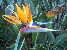 strelitzia-reginae-flor.jpg