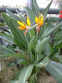 strelitzia-reginae.jpg
