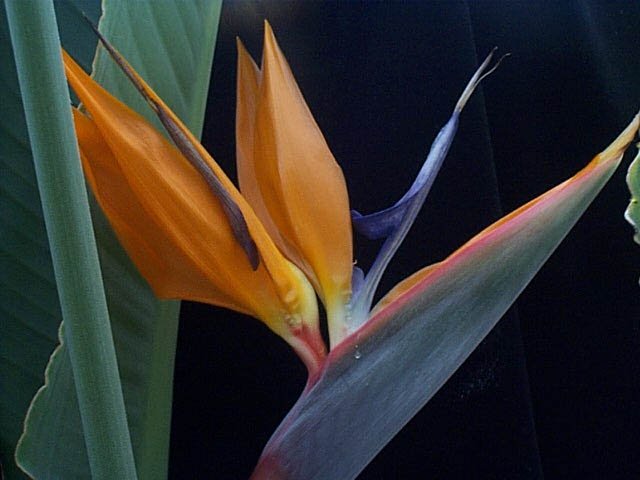 strelitzia1.jpg