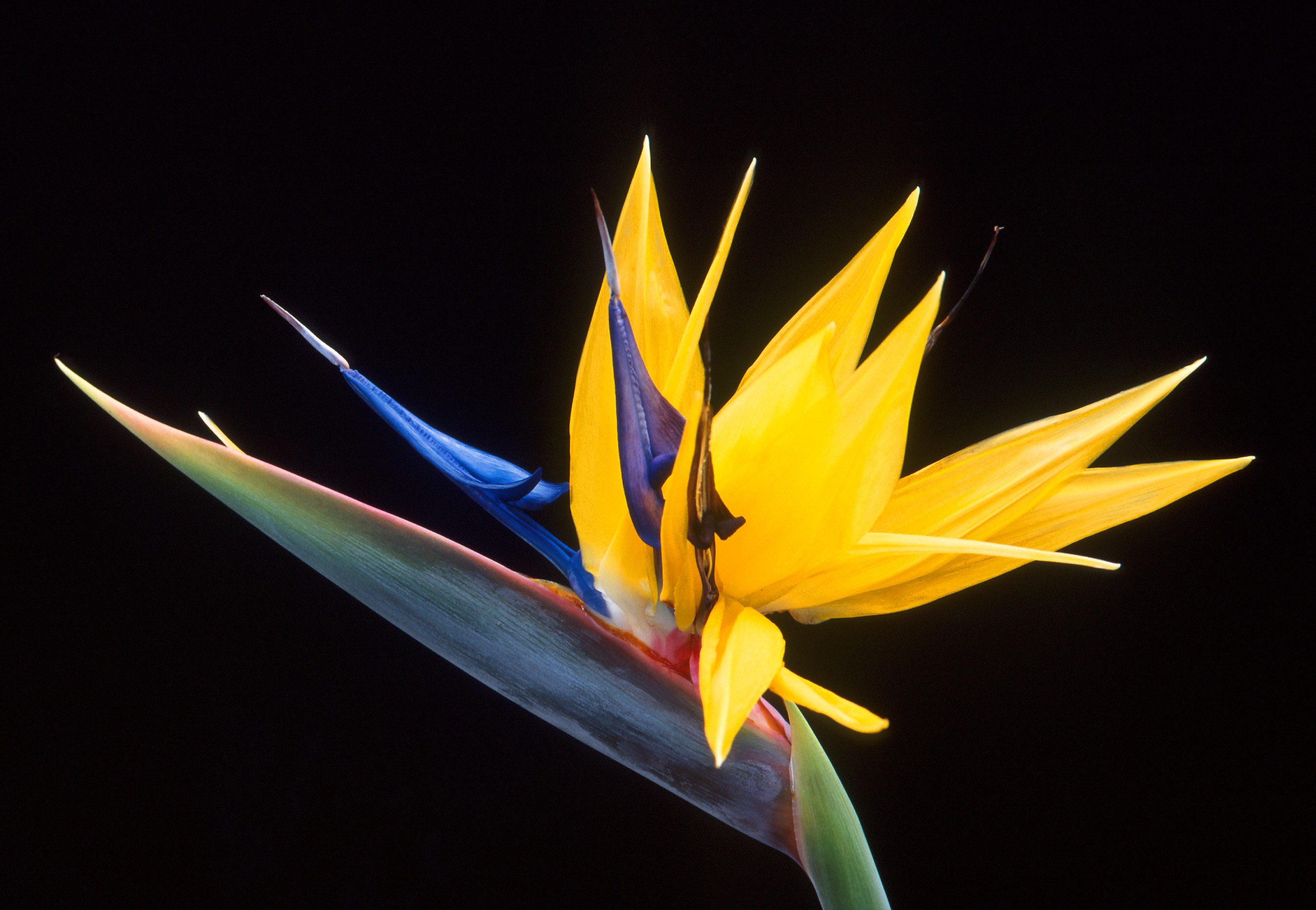 Strelitzia_larger.jpg