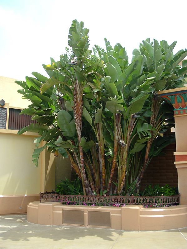 Strelitzia_nicolai.jpg