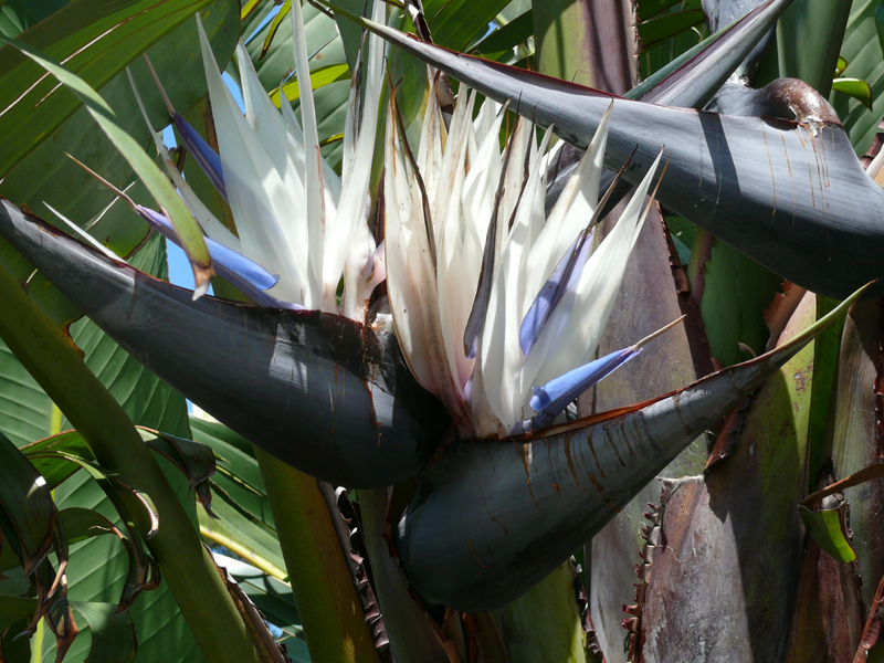 strelitzia_nicolai1.jpg