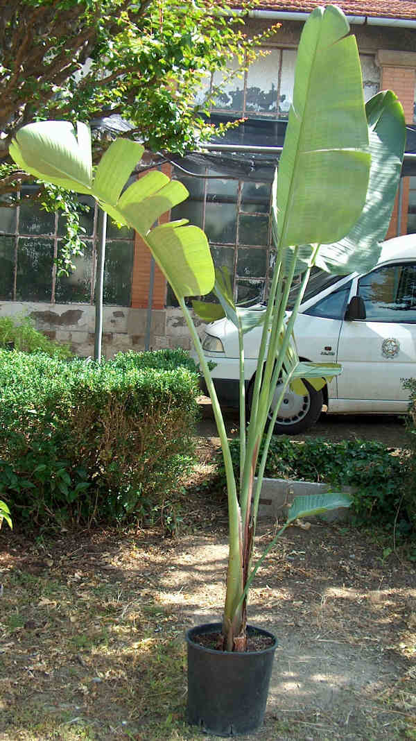 strelitzia_nicolai2.JPG