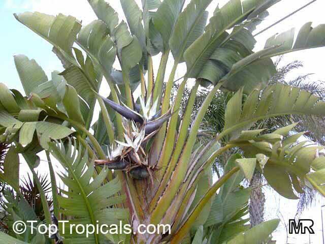 Strelitzia_nicolai2039.jpg