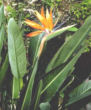 strelitzia_reginae.jpg