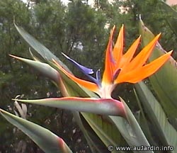strelitzia_reginae_fleurs.jpg