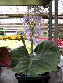streptocarpus.jpg