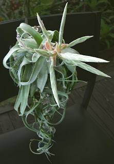 streptophylla_AEREA.jpg