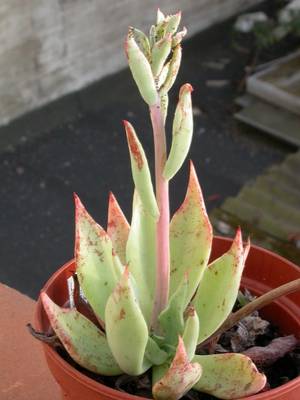 strictiflora.jpg