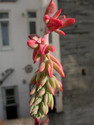 strictiflora_flor.jpg