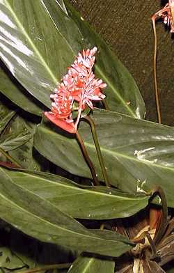 Stromanthe_sanguinea.jpg