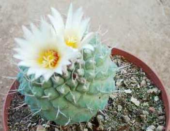 strombocactus-disciformis.jpg