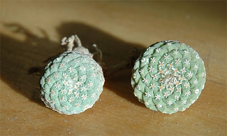 strombocactus_disciformis.jpg